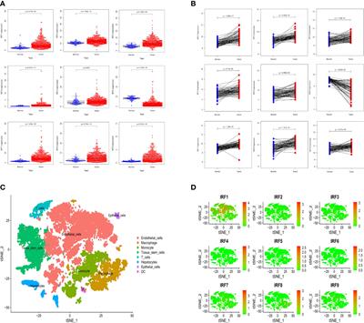 Construction of an interferon regulatory factors-related risk model for predicting prognosis, immune microenvironment and immunotherapy in clear cell renal cell carcinoma